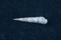 藏品(筍螺)的圖片